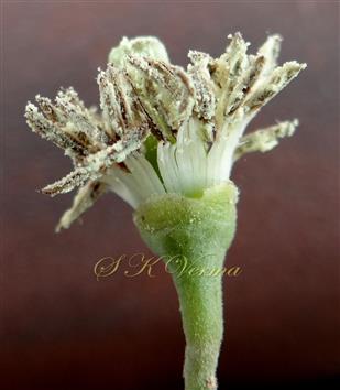  Flower with petals removed-see stamens